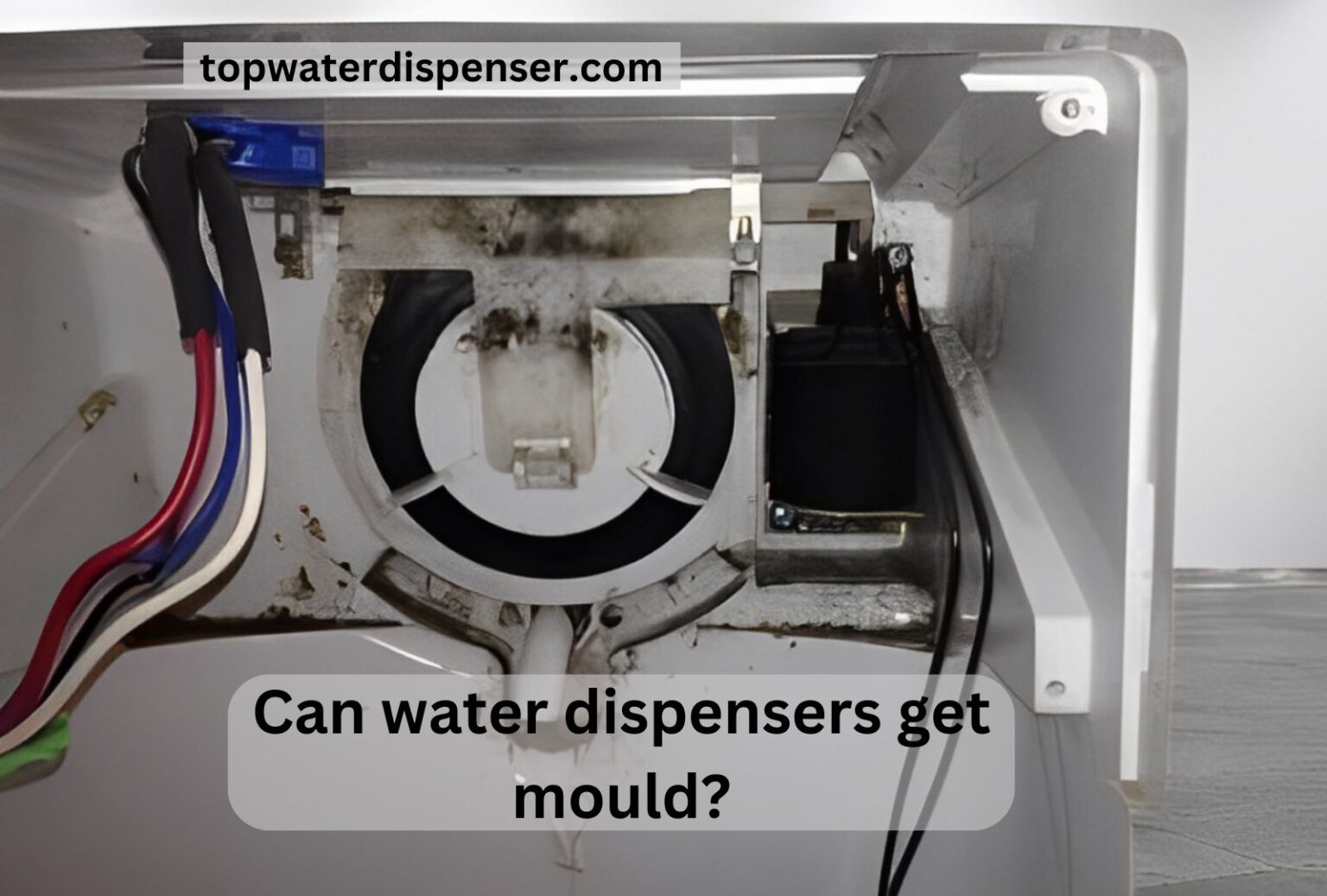 Can water dispensers get mould?