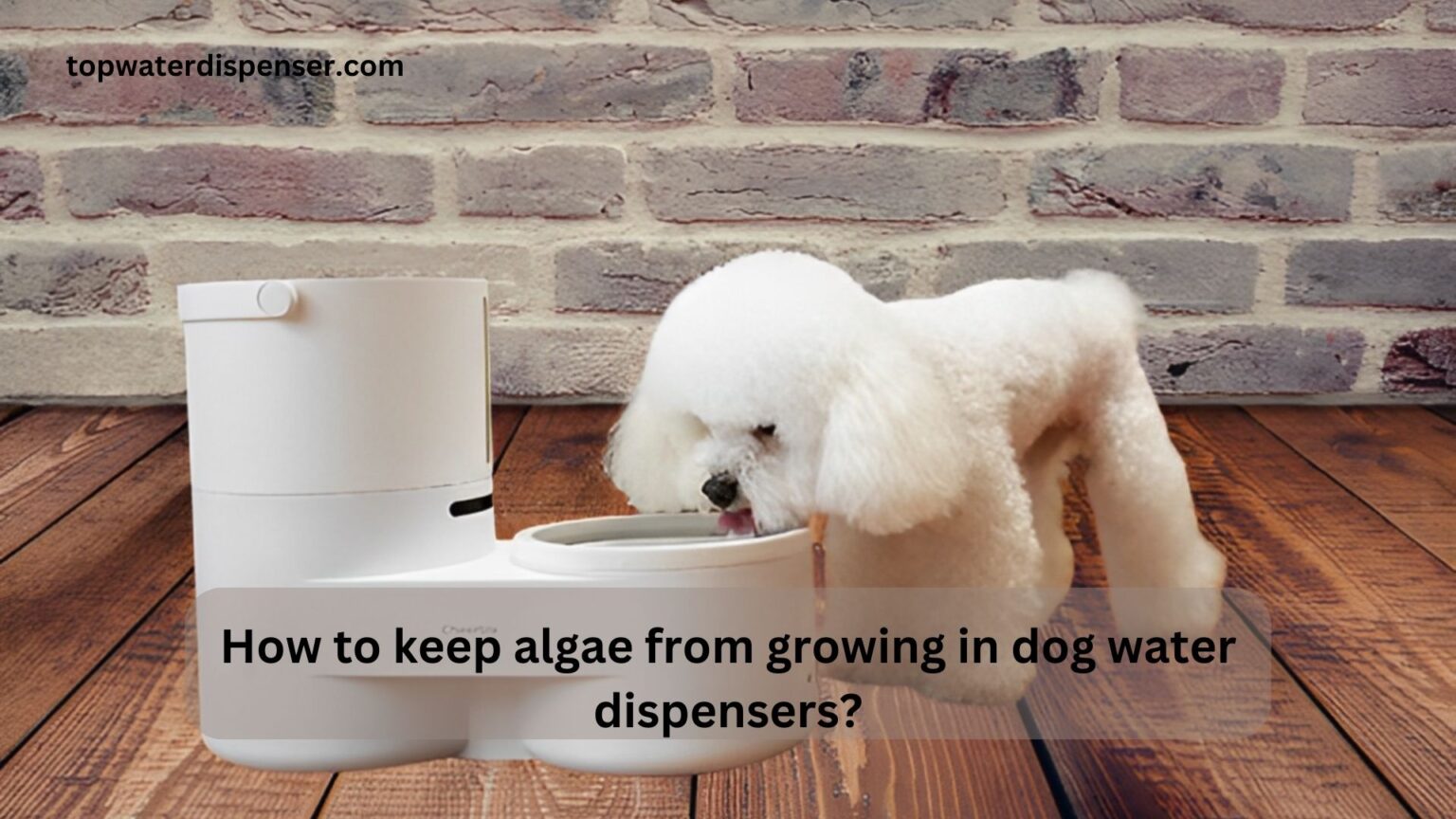 How to keep algae from growing in dog water dispensers?