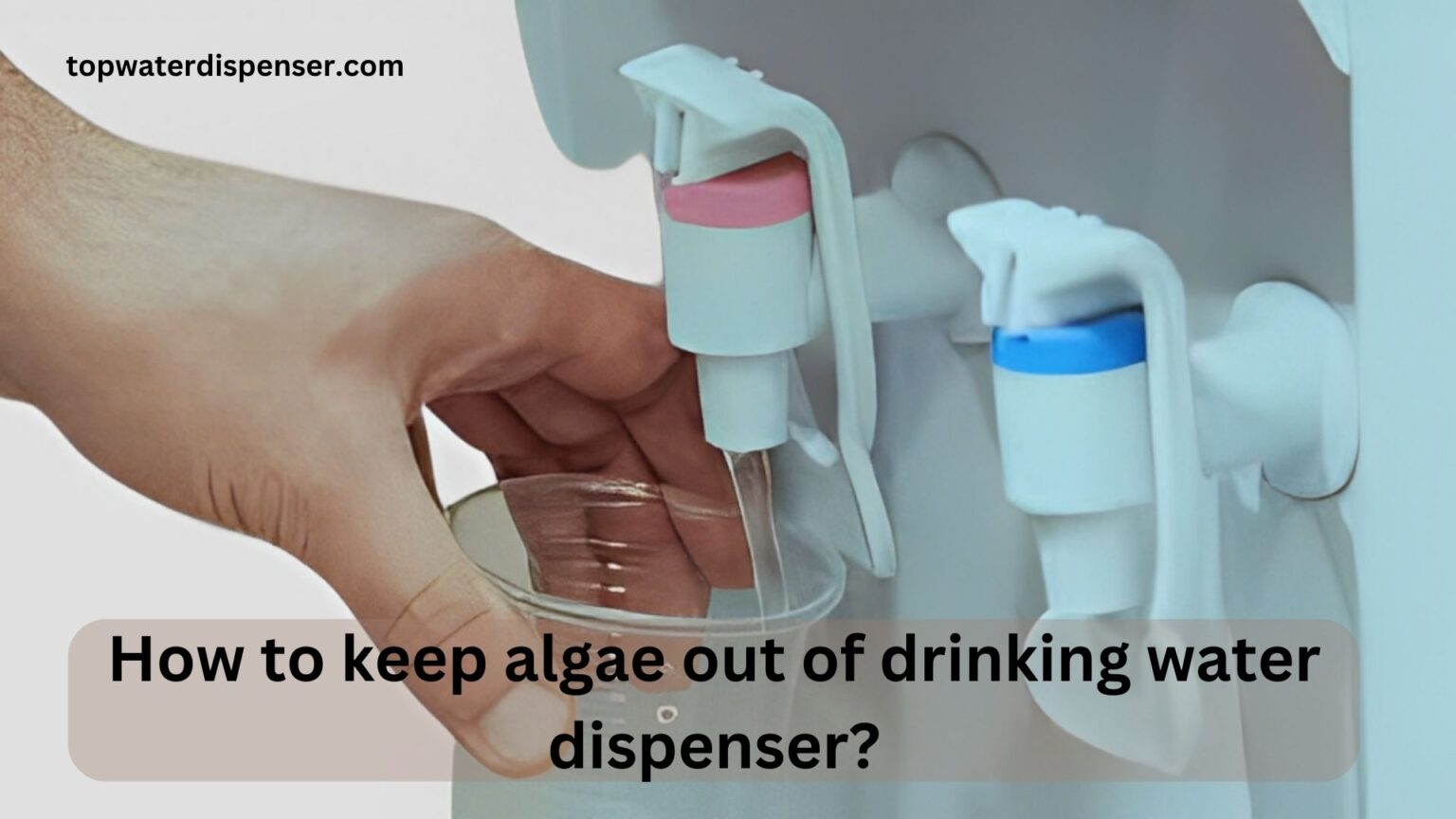 How to keep algae out of drinking water dispenser?